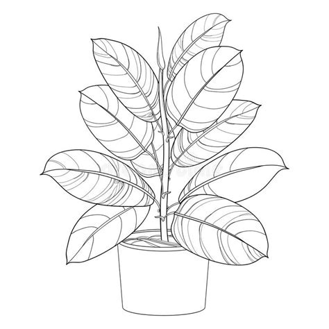 plant outline drawing.